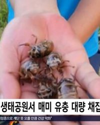 최근 부산 삼락생태공원에서 중국 국적 외국인들이 저녁마다 몰려들어 매미 유충을 대량으로 채집하는 사례가 잇따라 목격되고 있다. 이들은 매미 유충을 식용 목적으로 수집하고 있으며, 실제로 플라스틱 병에 다수의 유충을 담아가는 장면이 포착됐다.
