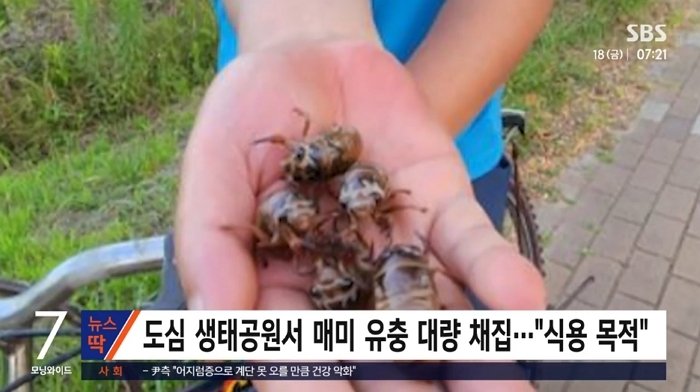 최근 부산 삼락생태공원에서 중국 국적 외국인들이 저녁마다 몰려들어 매미 유충을 대량으로 채집하는 사례가 잇따라 목격되고 있다. 이들은 매미 유충을 식용 목적으로 수집하고 있으며, 실제로 플라스틱 병에 다수의 유충을 담아가는 장면이 포착됐다.