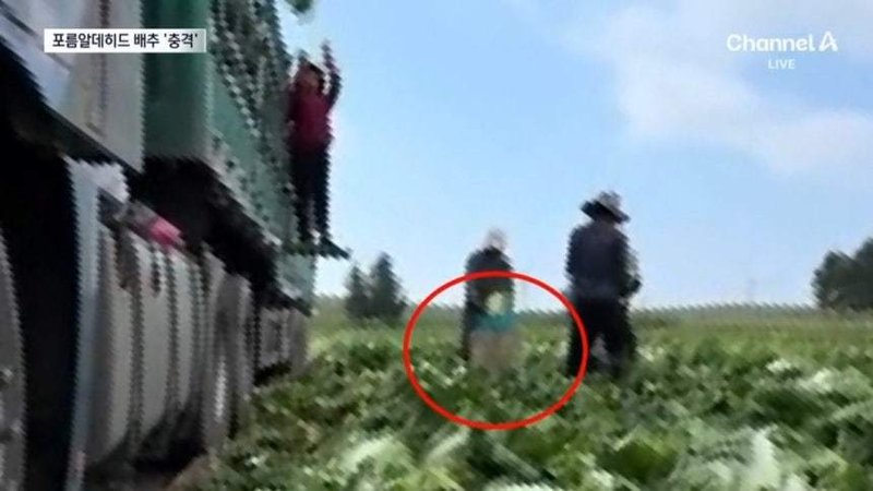 식약처 “발암물질 중국 배추 수입여부 확인중”