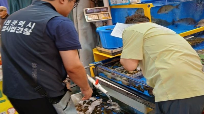 중국산 해삼을 ‘국내산’으로 둔갑…인천 수산물 업소 16곳 적발, 중국산 원산지 세탁이 한국 소비자 신뢰와 국내 어가를 흔든다